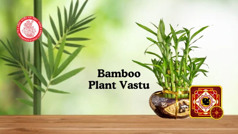 Bamboo Plant Vastu