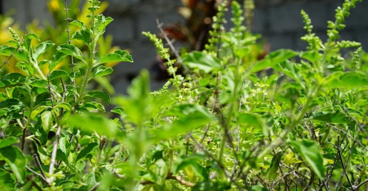 Tulsi plant Vastu Shastra tips