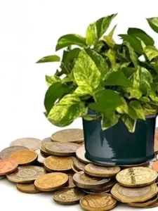 financial-money-plant 1