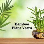 bamboo plant vastu