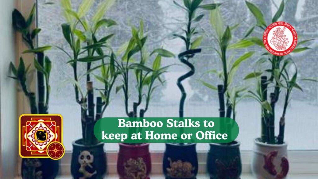 bamboo plant vastu