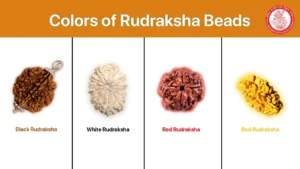 rudraksha beads